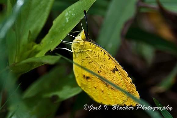 Orange Sulphur, Cochran Shoals.jpg