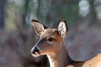 Mammals