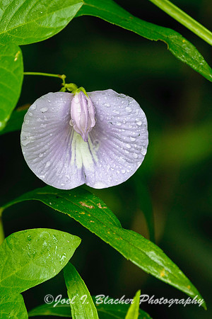 Climbing Butterfly Pea, Cochran Shoals.jpg