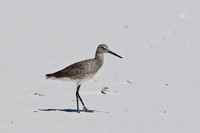 Shorebirds and Waders