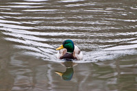 Ducks, Geese, Grebes and related