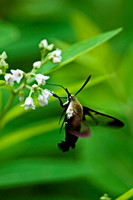 Butterflies and Moths