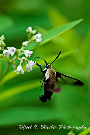 Snowberry Clearwing 1.jpg