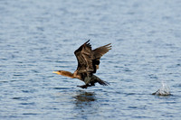 Shorebirds and Waders