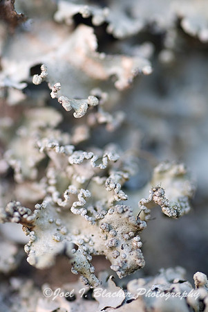 Lichen Abstract 2.jpg