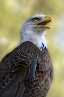 Raptors