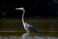 Shorebirds and Waders
