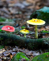 Fungi & Lichen