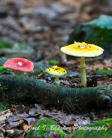 Russula sp.jpg