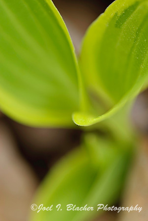 Hosta.jpg