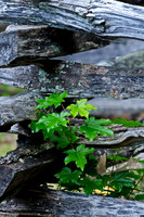 Trees & Shrubs