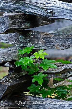 Sweetgum in Splitrail Fence.jpg