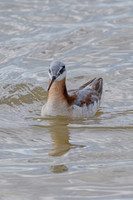 Wilsons-Phalerope-Prairie-Rsrv