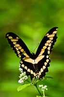 Butterflies and Moths