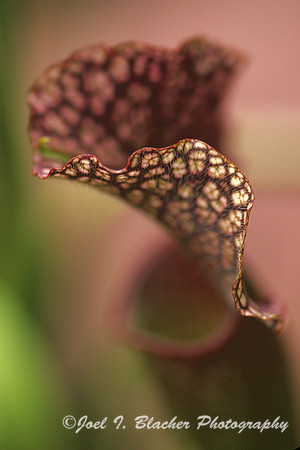 Crimson Pitcher Plant 2.jpg