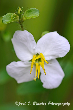Rhexia virginica 2.jpg