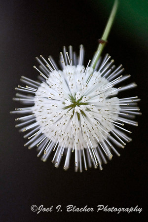 Buttonbush1.jpg