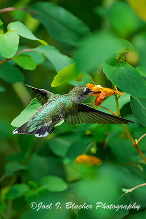 Ruby-throated-Hummingbird-Female-Jewel-Weed4