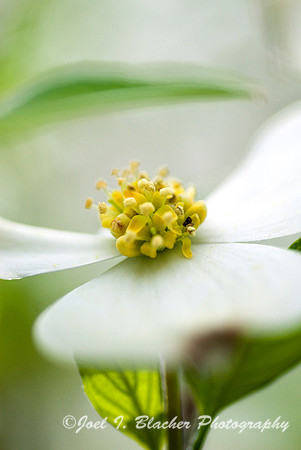 White Dogwood Flower.jpg