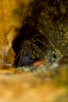 Arachnids, Insects, and Other Inverts