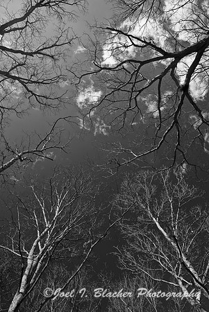 Big Trees Forest Preserve 1 BW.jpg