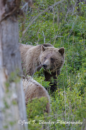Grizzly-Sow-2-E