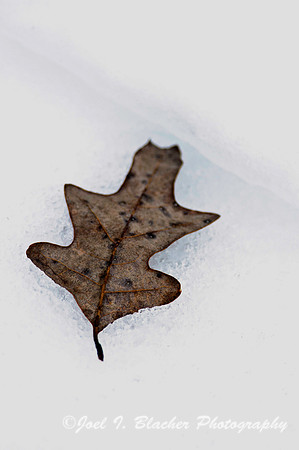 White Oak in the Snow