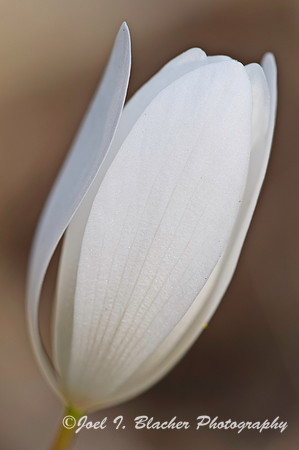 Bloodroot.jpg
