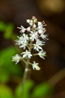 Flowers, Grasses, & Bog Plants