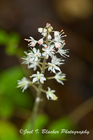 Foamflower 1.jpg