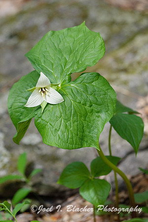 Trillium simile 1, Sosbee Cove