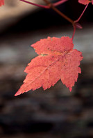 Fall Foliage