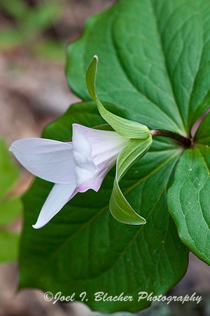 Trillium catesbaei, Sosbee Cove