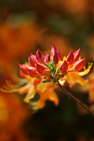 Flowers, Grasses, & Bog Plants