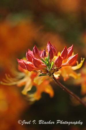 Flame Azalea, CNC 2