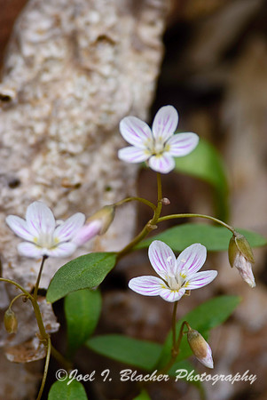 Spring Beauty 1.jpg