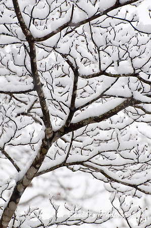 Dogwood 1.jpg