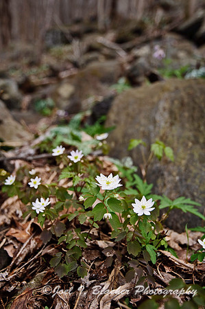 Rue Anemone Colony.jpg