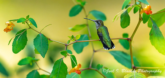 Ruby-throated-Hummingbird-Female-Jewel-Weed3