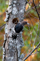 Woodpeckers and Nuthatches