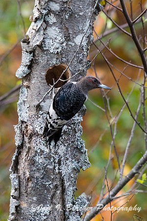 Red Headed  Woodpecker-Chattahoochee at Morgan Falls 2