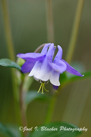 Columbine 2.jpg