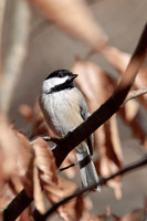 Songbirds