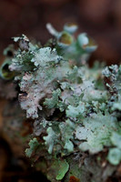 Fungi & Lichen