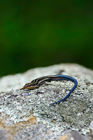Reptiles & Amphibians