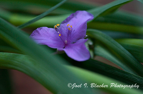 Spiderwort 2.jpg