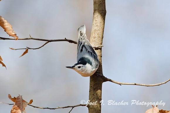 White-Breasted Nuthatch 4, Big Trees FP.jpg