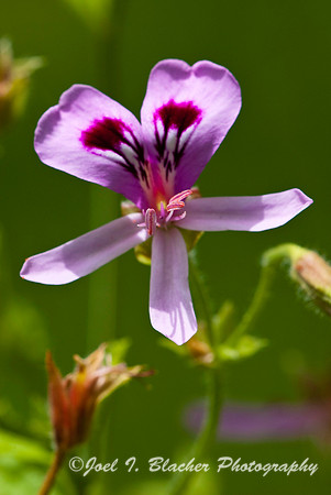 Pelargonium sp 1.jpg