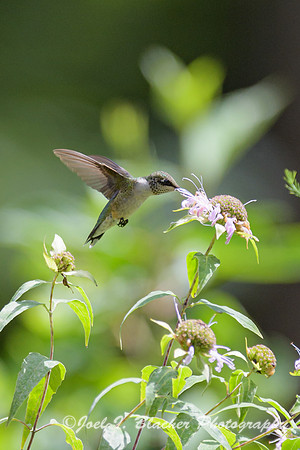 Ruby-throated-Hummingbird-on-Bergamot-2