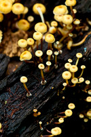 Fungi & Lichen